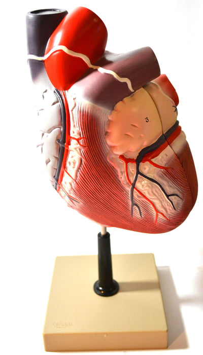 Eisco Labs Human Heart Model; Larger than Life Size (8"); 2 Parts; On Base