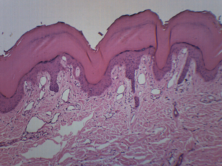 Human Skin - Prepared Microscope Slide - 75x25mm