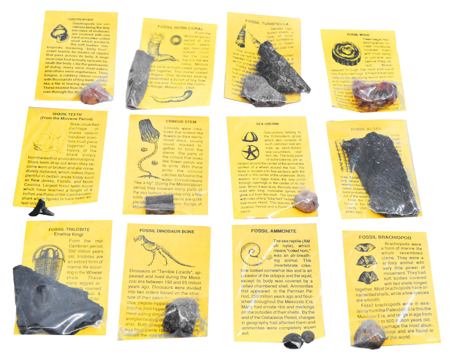 12 Piece Deluxe Fossil Collection - Includes 12 Samples, Information Cards and a Geological Timescale - Great For Kids Fossil Play
