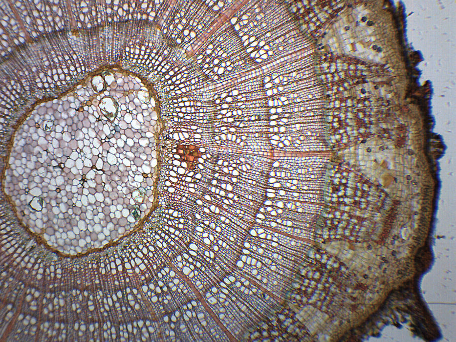 Tilia, 2-3 Year Old Stem - Cross Section - Prepared Microscope Slide - 75x25mm