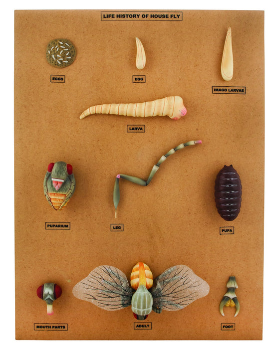 House Fly Development Model, 22 Inch - Features 10 Stages