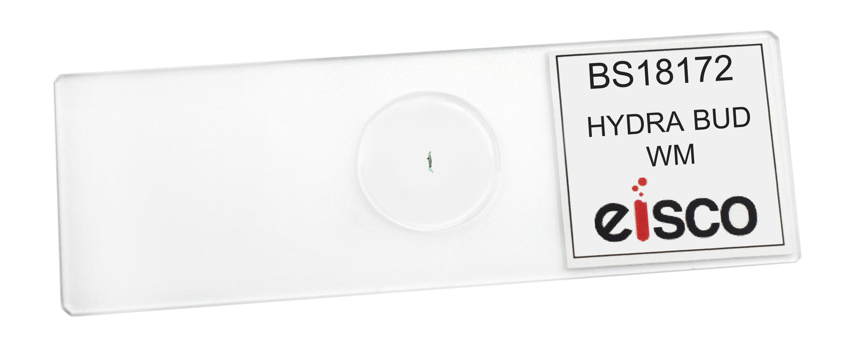 Hydra Bud - Prepared Microscope Slide - 75x25mm