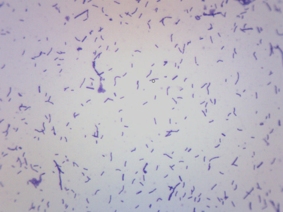 Coccus Smear, Gram-Positive - Prepared Microscope Slide