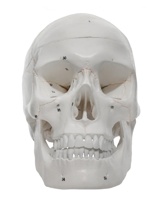 Human Adult Skull Anatomical Model, 3 Part - Numbered with Key Card