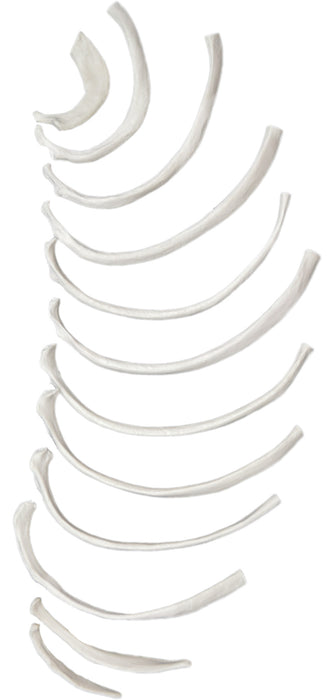 Disarticulated Rib Bones, Right, Anatomically Accurate Bone Replica