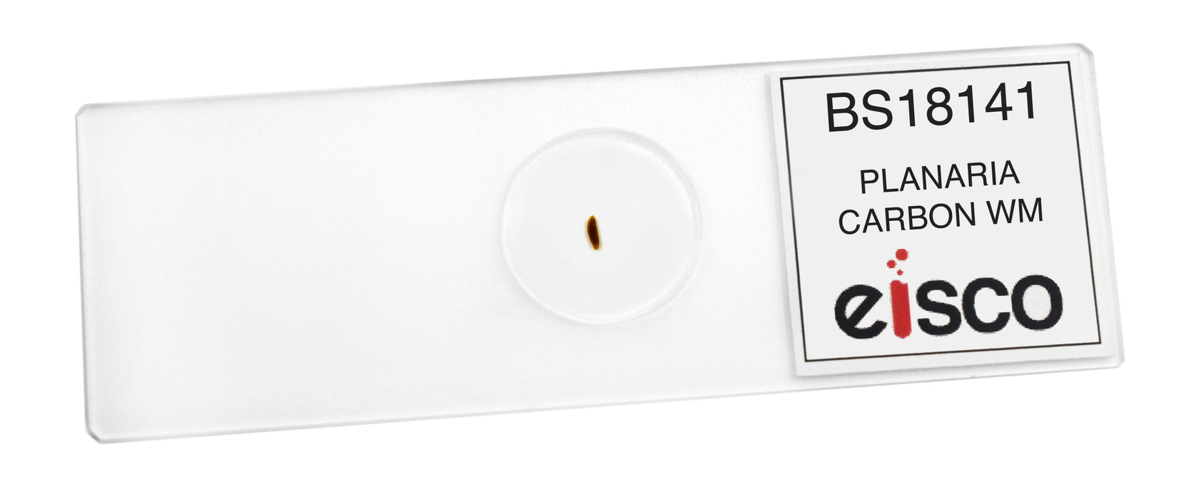 Carbon Fed Planaria - Prepared Microscope Slide - 75x25mm