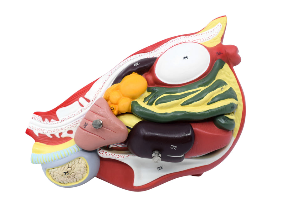 Chicken Anatomy Model, 6 Parts - Life Size