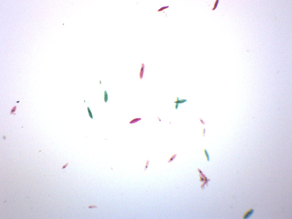 Paramecium, Whole Mount - Prepared Microscope Slide