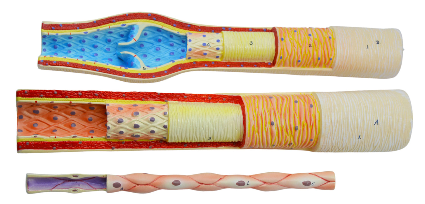 3 Piece Artery, Vein and Capillary Model Set, 13 Inch - Enlarged