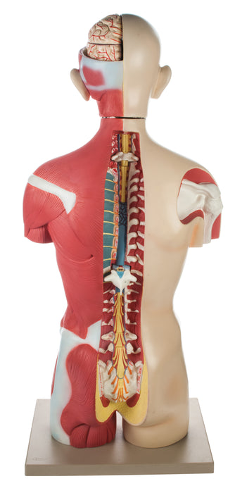 Half Muscle Torso with Dual Sex Organs and Open Back â€“ 30 Parts