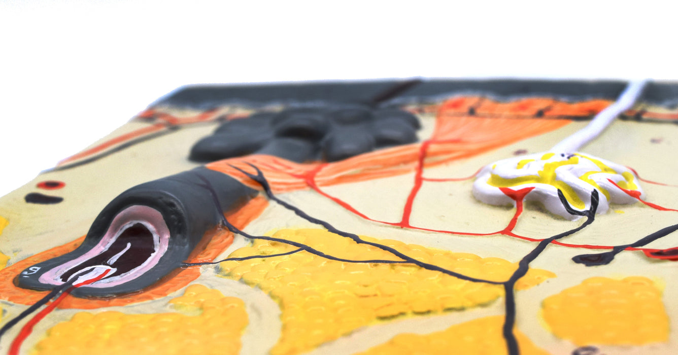 Eisco Labs Human Skin Model, Enlarged 70 Times, Hand Painted