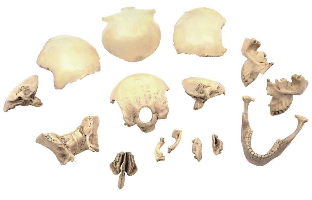 Didactic Miniature Skull Model - Natural Color, 1/2 Size - Magnetic Pieces