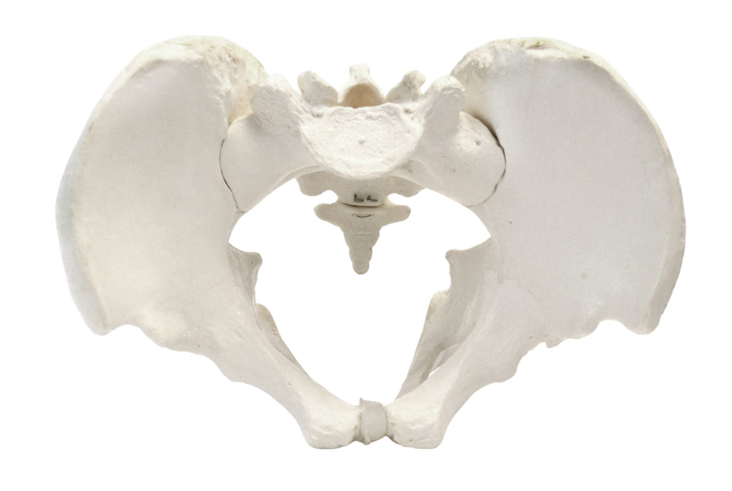 Male Pelvis Model, Human - Life Size, 3D Rendering - Eisco Labs