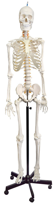 Human Skeleton Model, Natural Size & Color - Flexible Spine & Joints - Nerve Branches - Rod Mount with Rolling Base