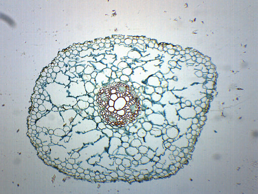Ranunculus Root Cross Section