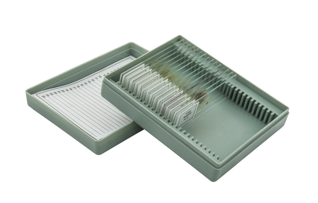 Microscope Slide Set Introductory Set No. VIII, Set of 15 Slides