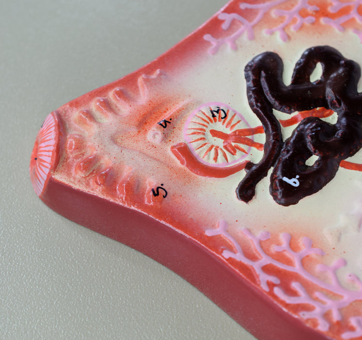 Liver Fluke Worm Model, 10"x7" - Numbered Structures - Hand Painted