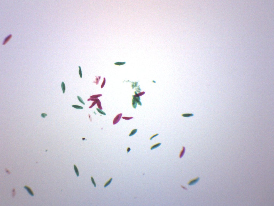 Paramecium, Whole Mount - Prepared Microscope Slide