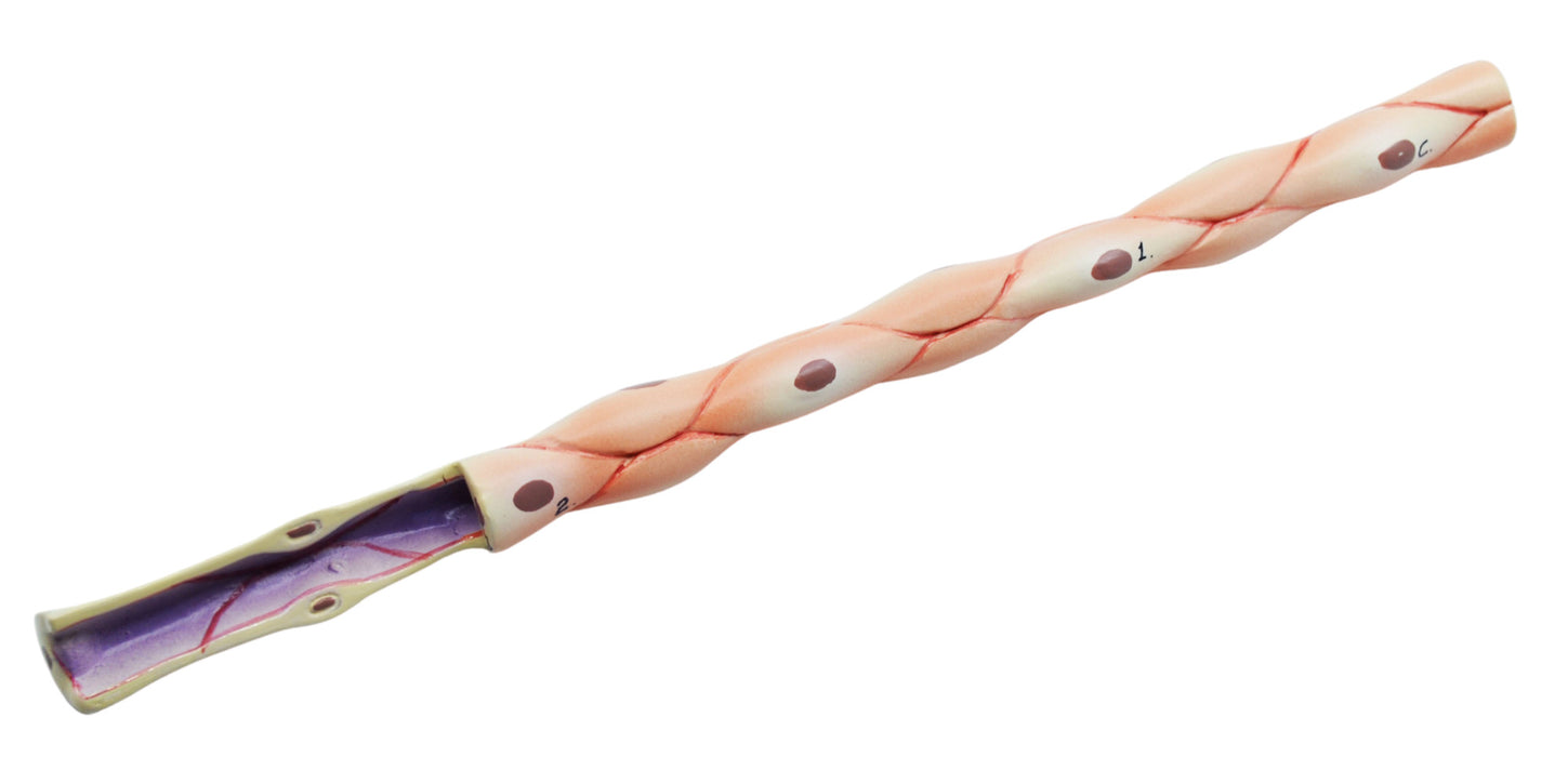 3 Piece Artery, Vein and Capillary Model Set, 13 Inch - Enlarged