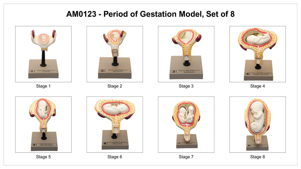 Human Embryo/Fetus Development in Utero, Set of 8 Models