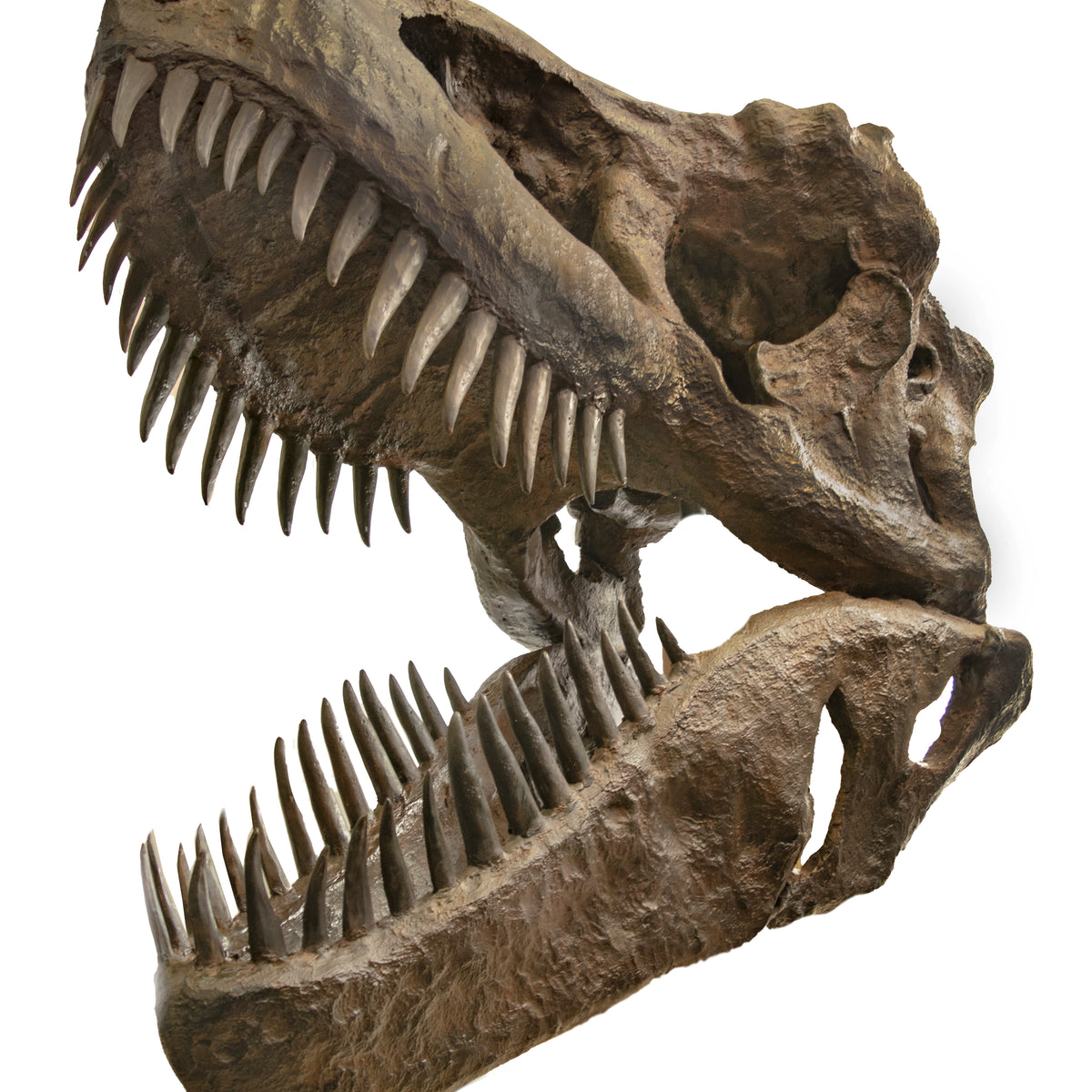 Buy hotsell dinosaur skull