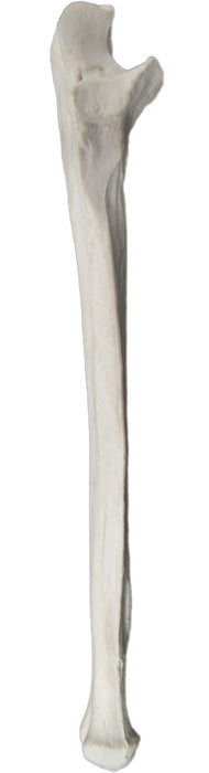 Ulna Bone - Right - Anatomically Accurate, Detailed Human Bone Replica