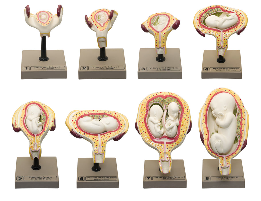 Human Embryo/Fetus Development in Utero, Set of 8 Models