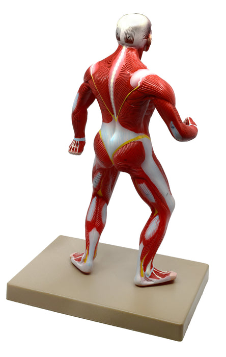 Eisco Labs Human Muscular Body Anatomical Model, 1/4 Life Size, Approx. 18" Tall