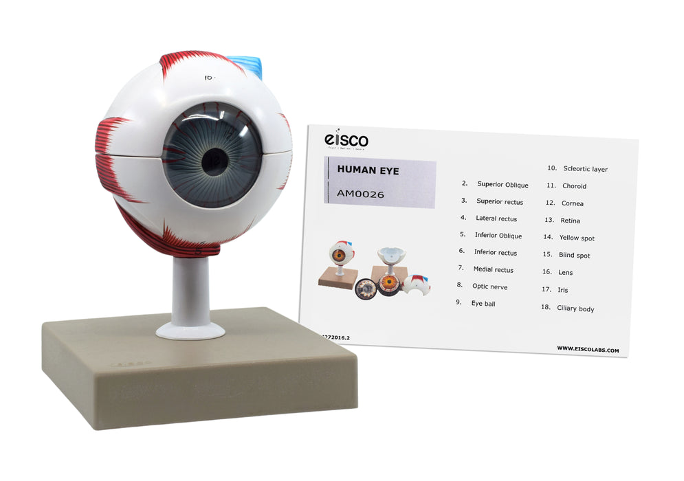 human eye model 3X with keycard