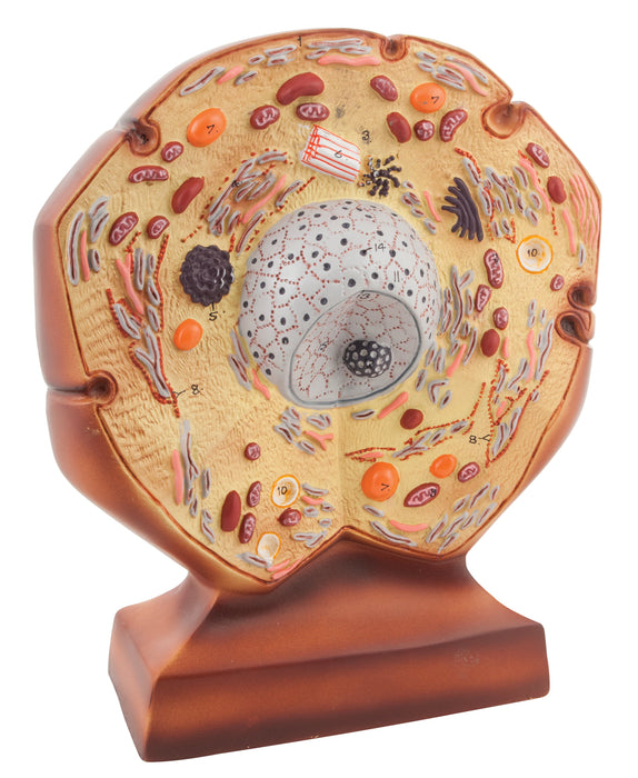 Animal Cell Model, 11 Inch - Mounted - Enlarged