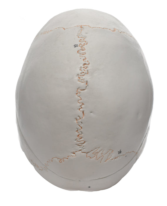 Human Adult Skull Anatomical Model, 3 Part - Numbered with Key Card