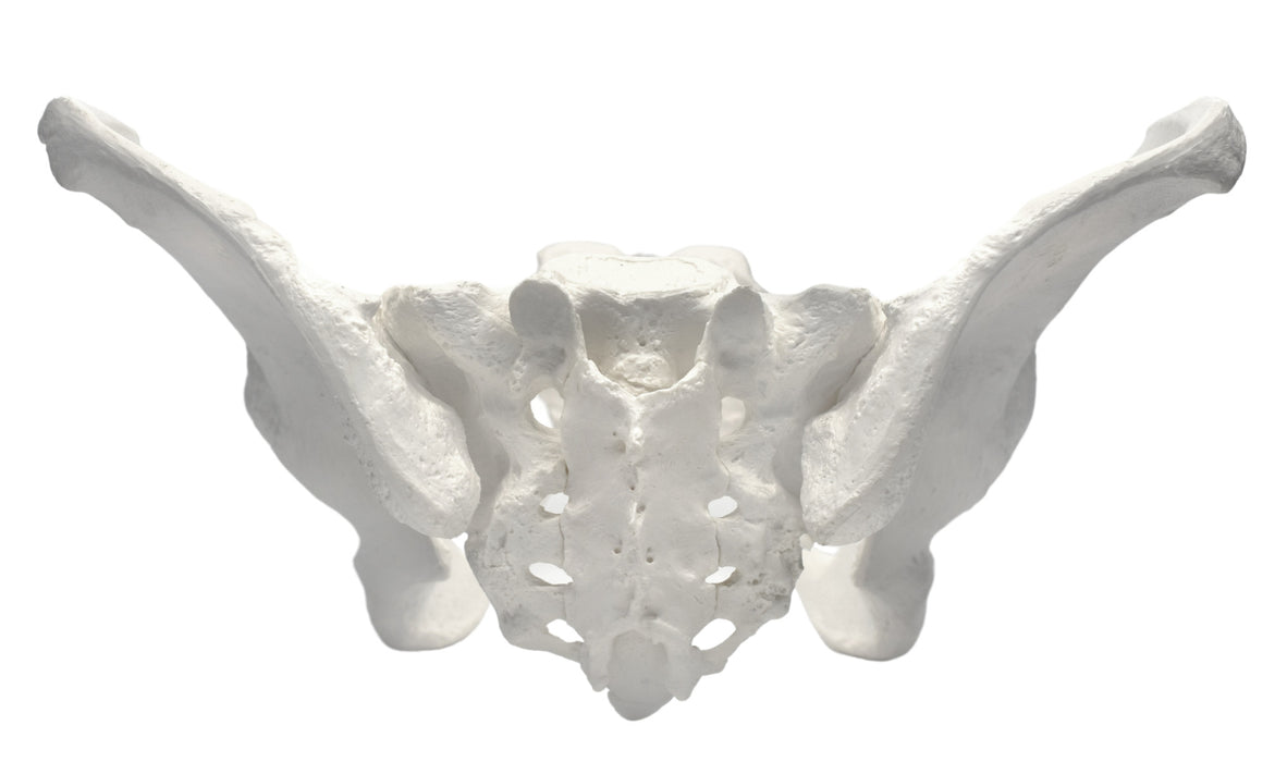 Female Pelvis Model, Human - Life Size, 3D Rendering for Anatomical Study - Medical Quality
