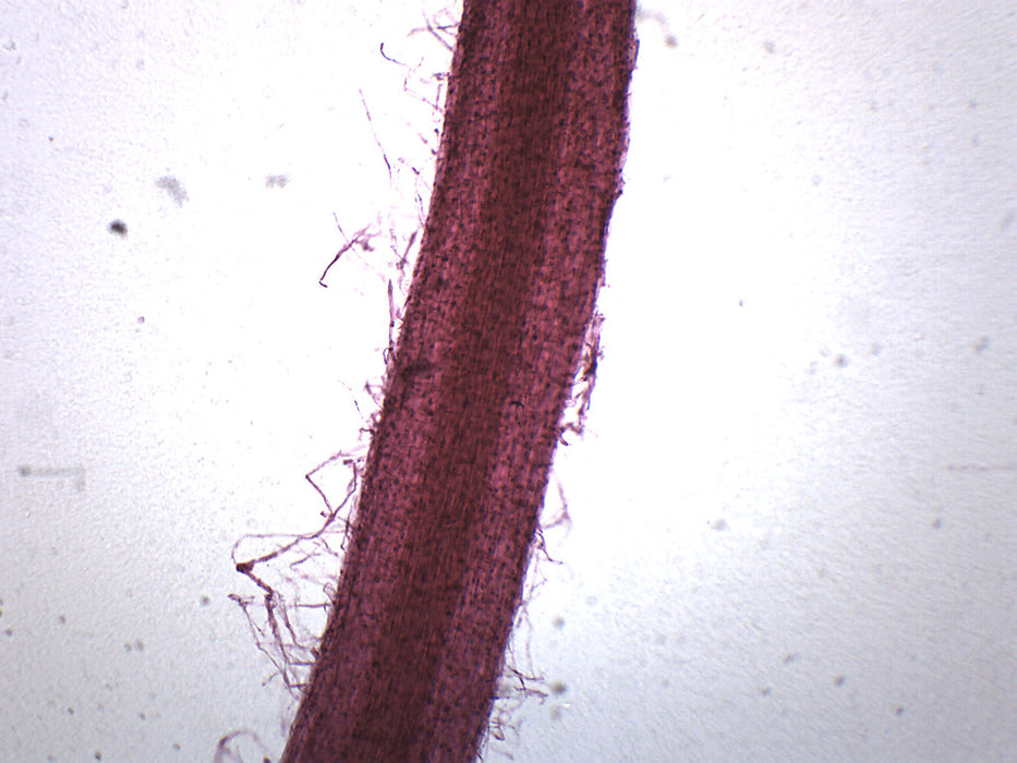 Grass Root - Prepared Microscope Slide