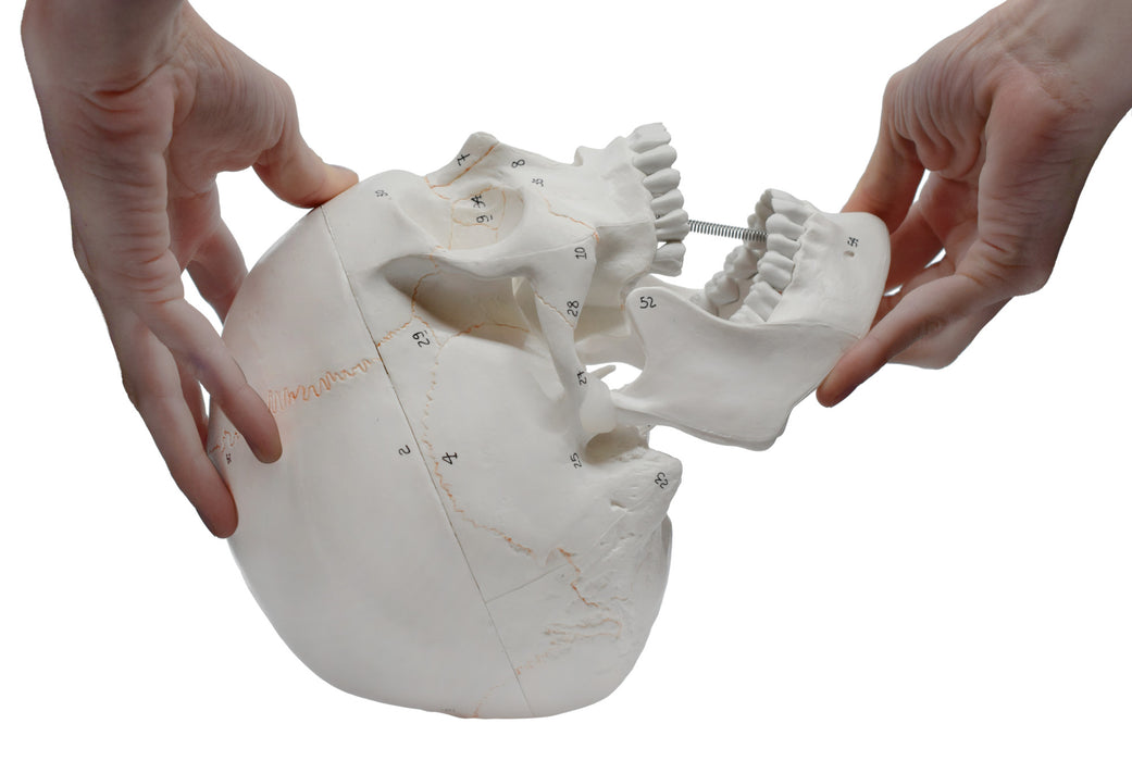 Human Adult Skull Anatomical Model, 3 Part - Numbered with Key Card