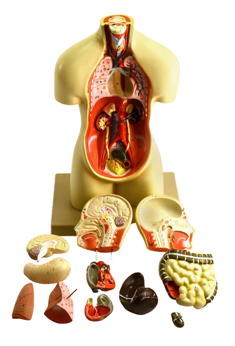 Miniature Human Torso Model (Sexless), 19" Tall - 12 Parts - Compact for Individual Desktop Study