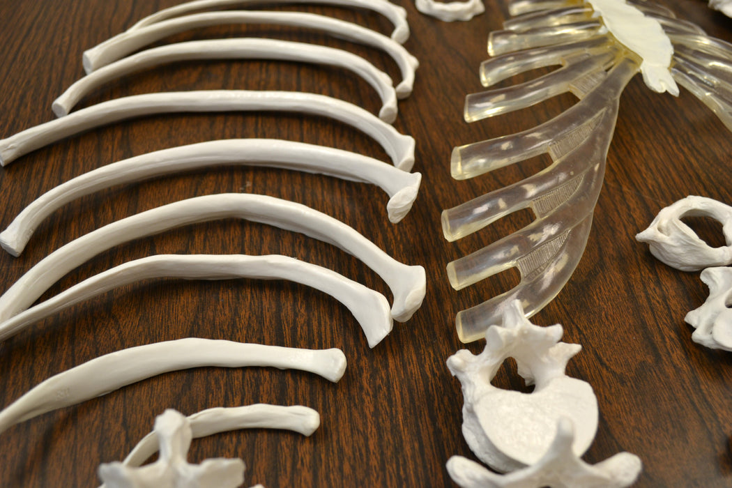 disarticulated rib bones