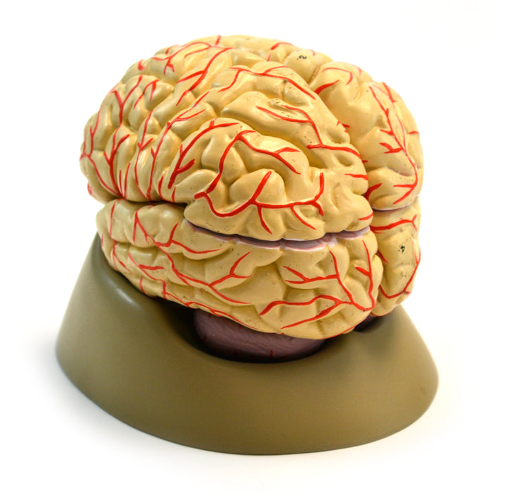 Eisco Labs Life size Human Brain Model with Arteries - 8 parts with Stand