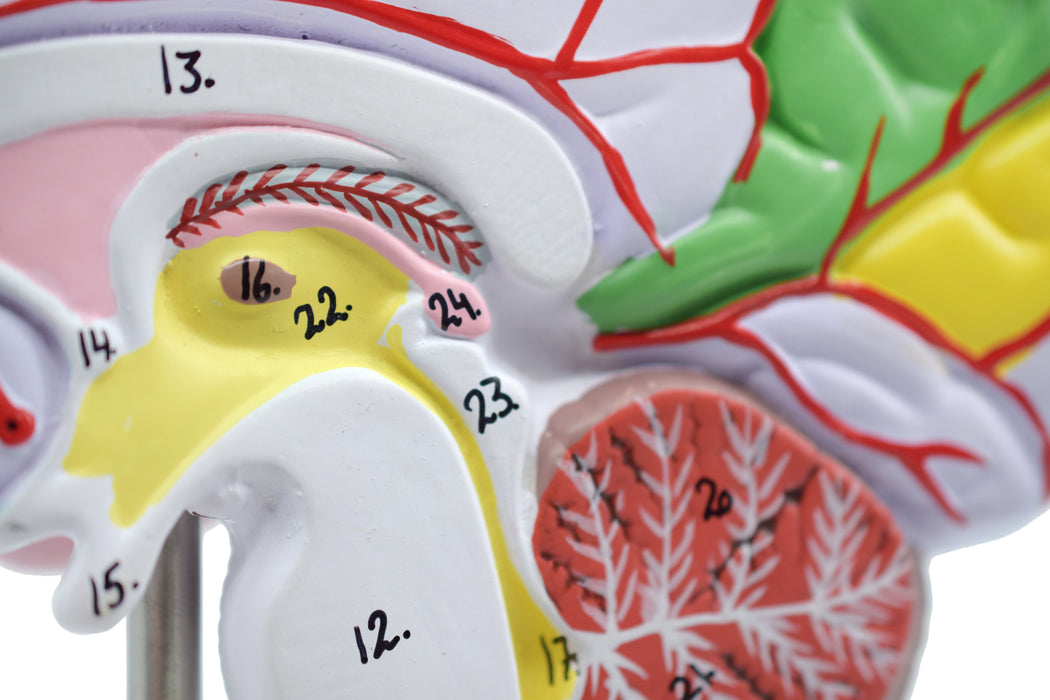 Human Half Brain Model - Life Size, Cross Section - Color Coded & Numbered with Key Card