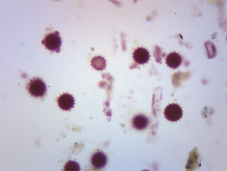 Dicot Pollens - Prepared Microscope Slide