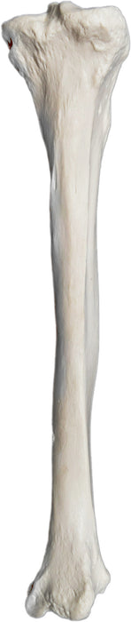 Tibia Bone - Right - Anatomically Accurate, Detailed Human Bone Replica