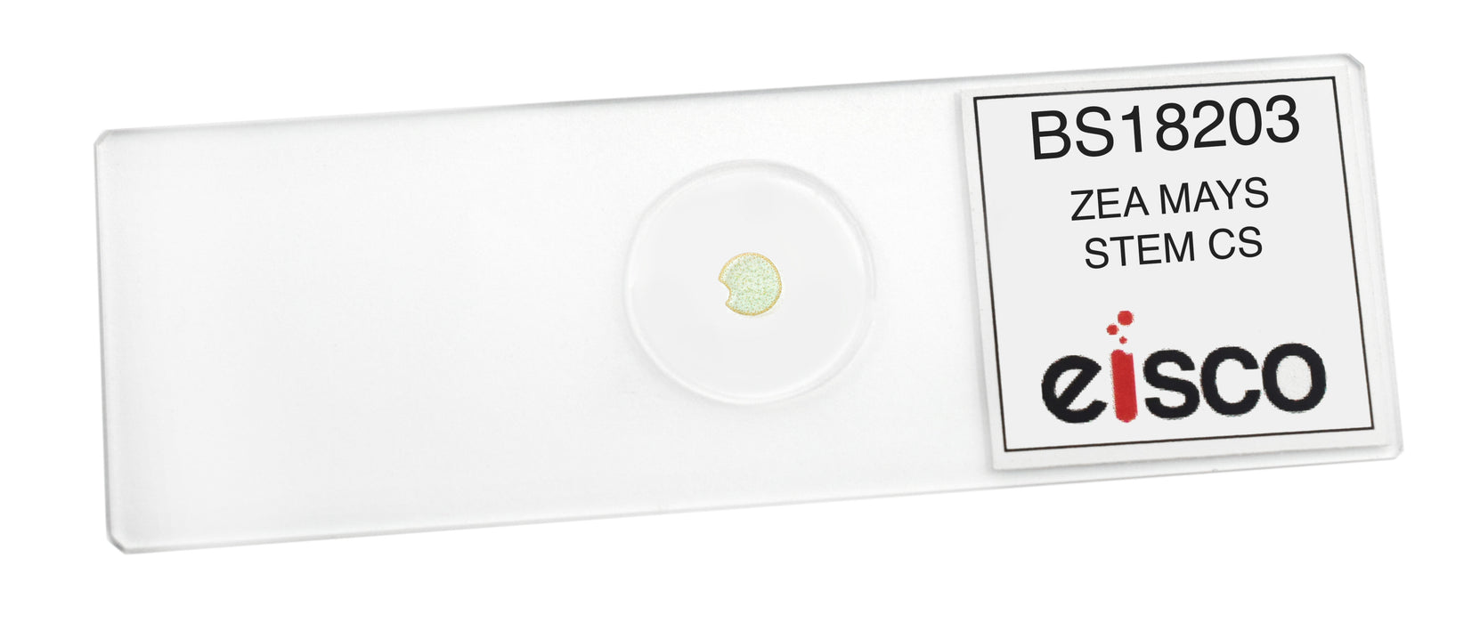 Zea mays Stem - Prepared Microscope Slide - 75x25mm