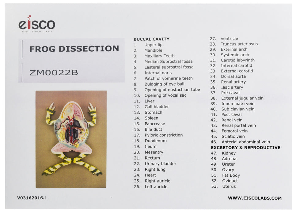 Frog Dissection Model, 17 Inch - Mounted - Ventral Cut
