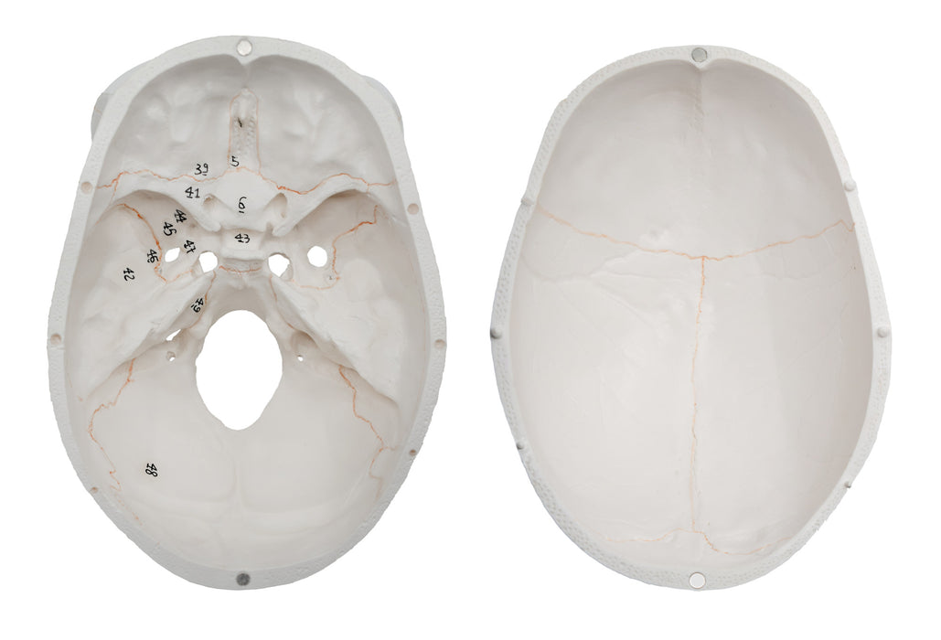 Human Adult Skull Anatomical Model, 3 Part - Numbered with Key Card
