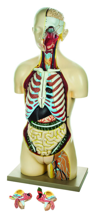 Model Torso with interchangeable Sex Organs - 15 Parts