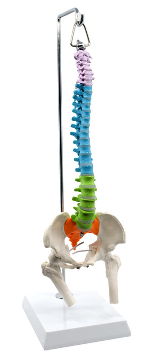 Hanging Spinal Column Model, with Nerve Branches, Pelvis & Femur Detail - 1/2 Natural Size - Didactic Coloring