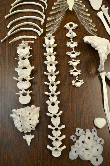 Disarticulated Human Skeleton, Half, Medical Quality, Life Sized (62" Model Height)