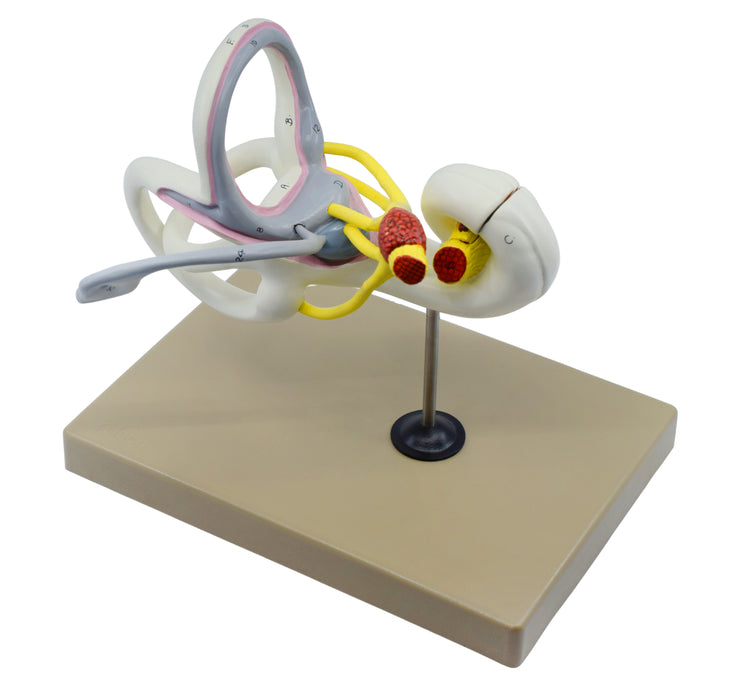 Inner Ear Labyrinth Model - 16X Life Size - Sectioned Cochlea
