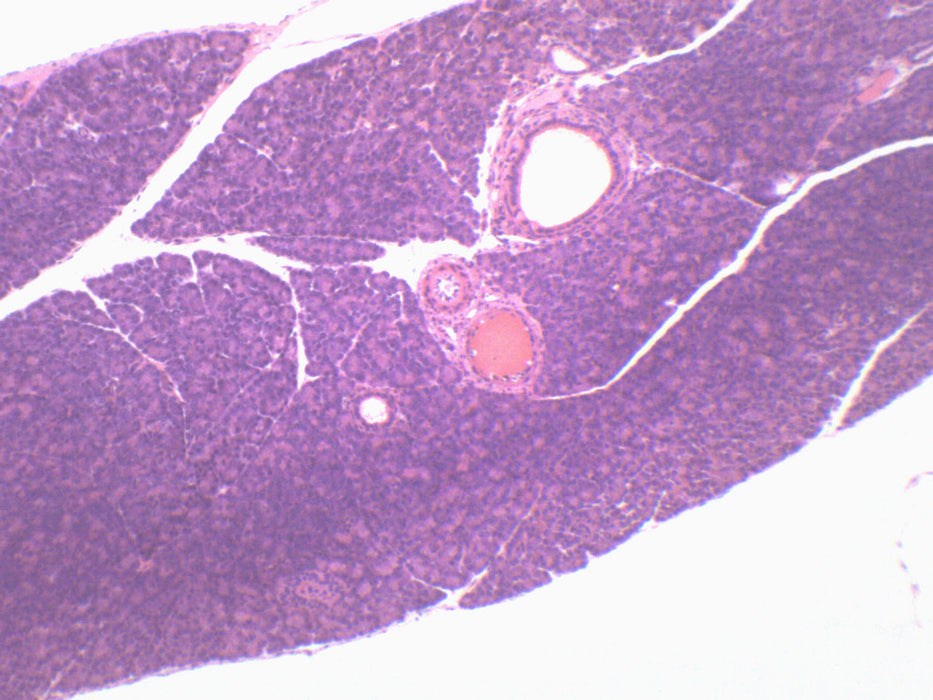 Pancreas Section (Mammal) - Prepared Microscope Slide