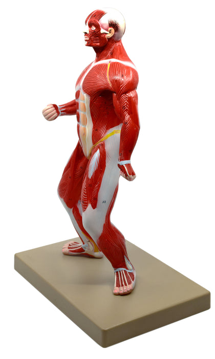 Eisco Labs Human Muscular Body Anatomical Model, 1/4 Life Size, Approx. 18" Tall