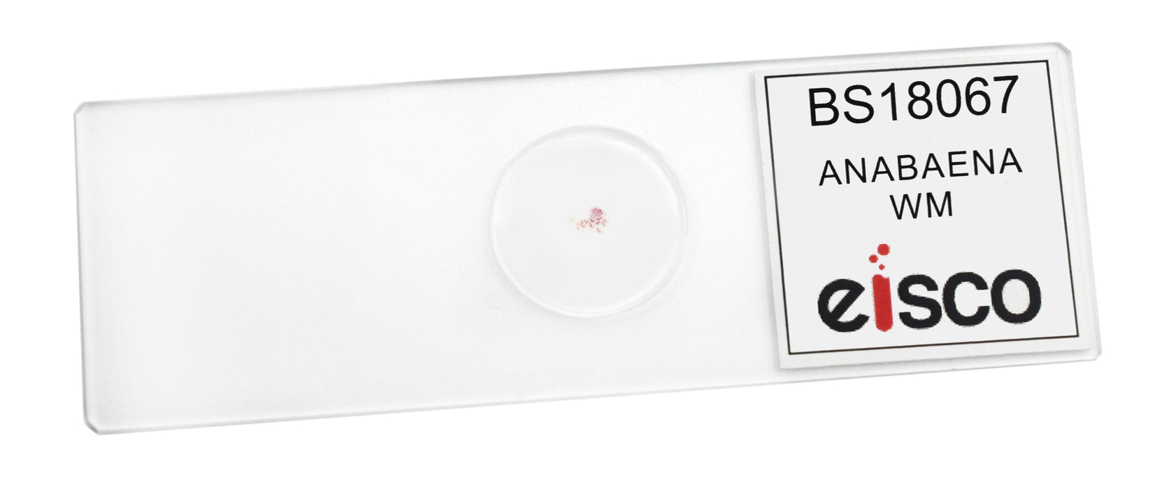 Anabaena - Prepared Microscope Slide